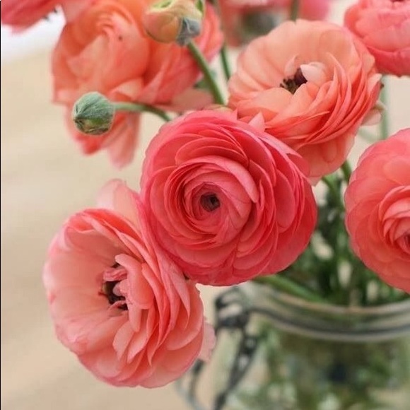 Meet your Posher, Jeri ann - Picture 1 of 1